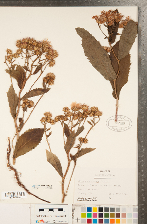  ( - CCDB-22989-H10)  @11 [ ] Copyright (2015) Deb Metsger Royal Ontario Museum