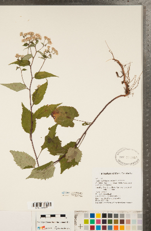  ( - CCDB-22989-H12)  @11 [ ] Copyright (2015) Deb Metsger Royal Ontario Museum