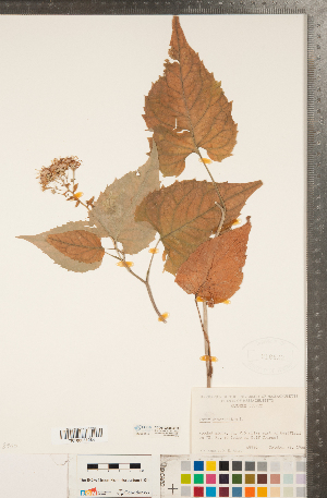  ( - CCDB-22989-G12)  @11 [ ] Copyright (2015) Deb Metsger Royal Ontario Museum