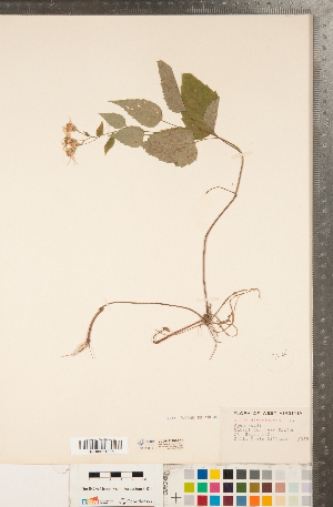  ( - CCDB-22989-F12)  @11 [ ] Copyright (2015) Deb Metsger Royal Ontario Museum