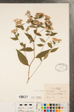  ( - CCDB-22989-E12)  @11 [ ] Copyright (2015) Deb Metsger Royal Ontario Museum