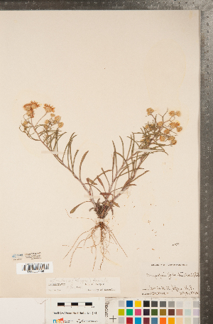  (Pityopsis falcata - CCDB-22990-H03)  @11 [ ] Copyright (2015) Deb Metsger Royal Ontario Museum
