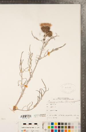 (Cirsium pitcheri - CCDB-22990-F04)  @11 [ ] Copyright (2015) Deb Metsger Royal Ontario Museum