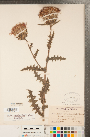  (Cirsium pumilum - CCDB-22990-A04)  @11 [ ] Copyright (2015) Deb Metsger Royal Ontario Museum
