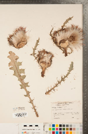  (Cirsium drummondii - CCDB-22990-E05)  @11 [ ] Copyright (2015) Deb Metsger Royal Ontario Museum