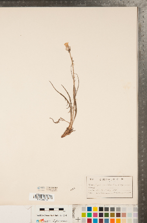  (Crepis intermedia - CCDB-22990-E06)  @11 [ ] Copyright (2015) Deb Metsger Royal Ontario Museum