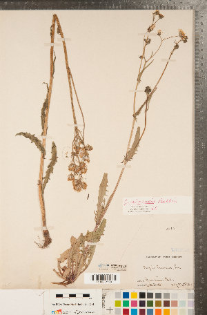  (Crepis nicaeensis - CCDB-22990-D06)  @11 [ ] Copyright (2015) Deb Metsger Royal Ontario Museum
