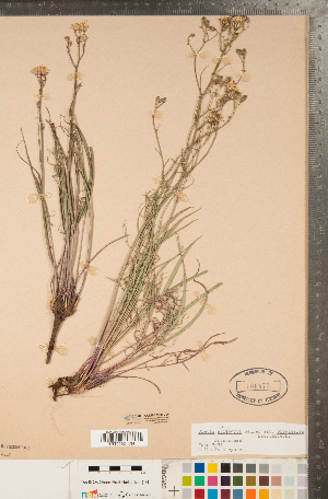  (Crepis atribarba - CCDB-22990-C06)  @11 [ ] Copyright (2015) Deb Metsger Royal Ontario Museum