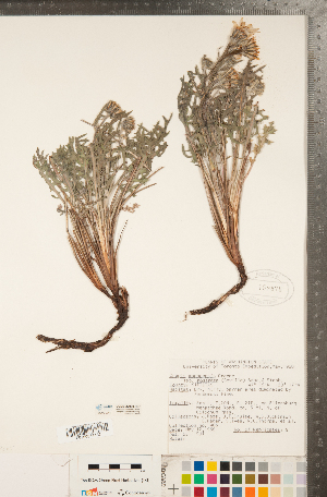  (Crepis modocensis - CCDB-22990-H07)  @11 [ ] Copyright (2015) Deb Metsger Royal Ontario Museum
