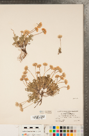  (Erigeron trifidus - CCDB-22990-G10)  @11 [ ] Copyright (2015) Deb Metsger Royal Ontario Museum