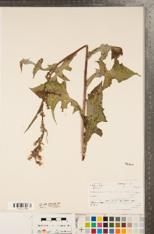  (Lactuca ludoviciana - CCDB-22991-C12)  @11 [ ] Copyright (2015) Deb Metsger Royal Ontario Museum