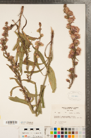  (Liatris x spheroidea - CCDB-22992-C01)  @11 [ ] Copyright (2015) Deb Metsger Royal Ontario Museum