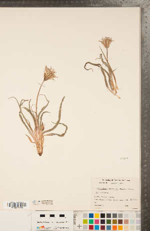  (Nothocalais cuspidata - CCDB-22992-A03)  @11 [ ] Copyright (2015) Deb Metsger Royal Ontario Museum