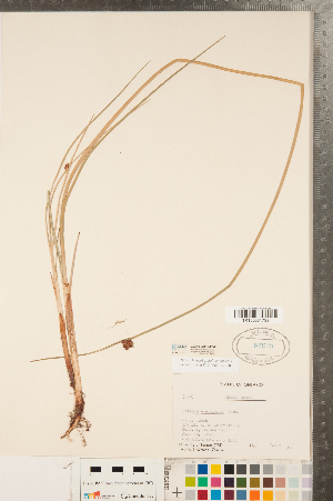  (Schoenoplectus americanus - CCDB-23112-F04)  @11 [ ] Copyright (2015) Deb Metsger Royal Ontario Museum