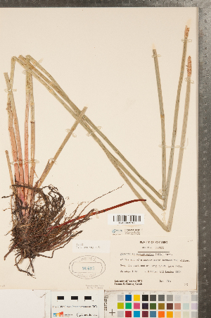 (Eleocharis equisetoides - CCDB-23112-H05)  @11 [ ] Copyright (2015) Deb Metsger Royal Ontario Museum