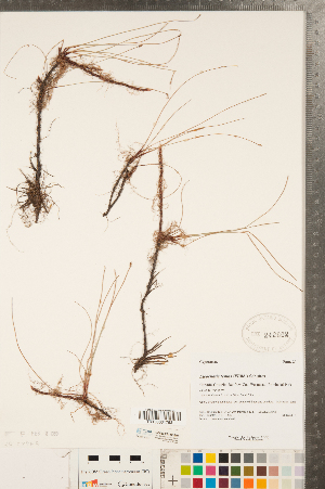  (Eleocharis tenuis - CCDB-23112-E05)  @11 [ ] Copyright (2015) Deb Metsger Royal Ontario Museum