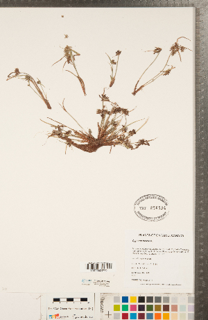  (Cyperus fuscus - CCDB-23112-F06)  @11 [ ] Copyright (2015) Deb Metsger Royal Ontario Museum