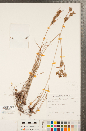  (Cyperus schweinitzii - CCDB-23112-B07)  @11 [ ] Copyright (2015) Deb Metsger Royal Ontario Museum