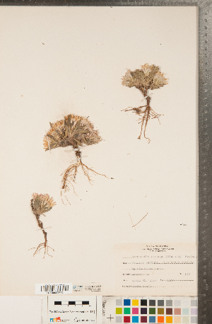  (Townsendia exscapa - CCDB-23110-D02)  @11 [ ] Copyright (2015) Deb Metsger Royal Ontario Museum