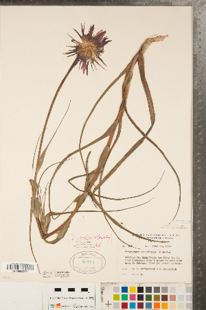  (Tragopogon mirus - CCDB-23110-C02)  @11 [ ] Copyright (2015) Deb Metsger Royal Ontario Museum