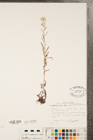  (Pseudognaphalium obtusifolium - CCDB-23110-B05)  @11 [ ] Copyright (2015) Deb Metsger Royal Ontario Museum