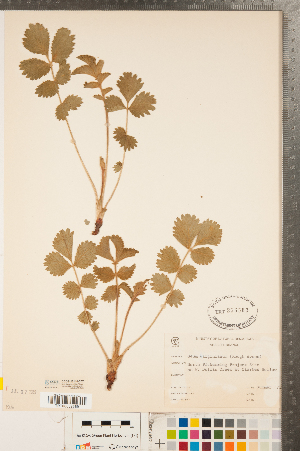  (Geum virginianum - CCDB-23110-C07)  @11 [ ] Copyright (2015) Deb Metsger Royal Ontario Museum
