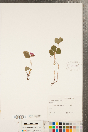  (Rubus arcticus - CCDB-23110-C12)  @11 [ ] Copyright (2015) Deb Metsger Royal Ontario Museum