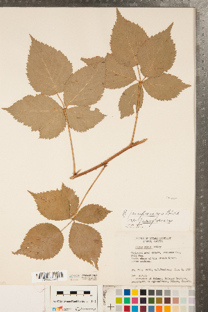 (Rubus pensilvanicus - CCDB-23111-E01)  @11 [ ] Copyright (2015) Deb Metsger Royal Ontario Museum