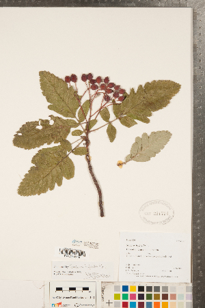  (Sorbus hybrida - CCDB-23111-G02)  @11 [ ] Copyright (2015) Deb Metsger Royal Ontario Museum
