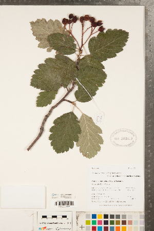  ( - CCDB-23111-B02)  @11 [ ] Copyright (2015) Deb Metsger Royal Ontario Museum