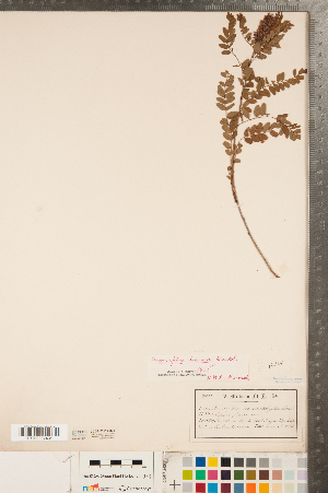  (Amorpha nana - CCDB-23111-H04)  @11 [ ] Copyright (2015) Deb Metsger Royal Ontario Museum