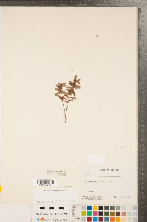  ( - CCDB-23111-H07)  @11 [ ] Copyright (2015) Deb Metsger Royal Ontario Museum