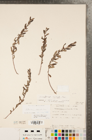  ( - CCDB-23111-F07)  @11 [ ] Copyright (2015) Deb Metsger Royal Ontario Museum