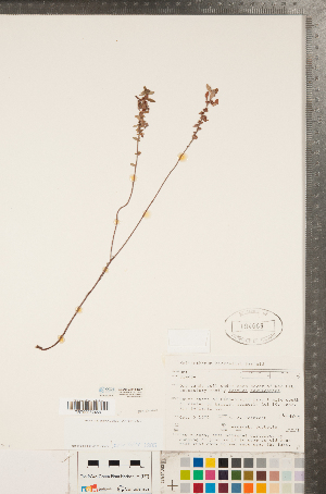  ( - CCDB-23111-E07)  @11 [ ] Copyright (2015) Deb Metsger Royal Ontario Museum