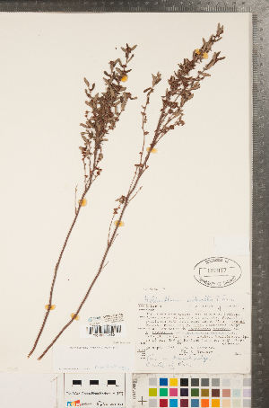  ( - CCDB-23111-C07)  @11 [ ] Copyright (2015) Deb Metsger Royal Ontario Museum