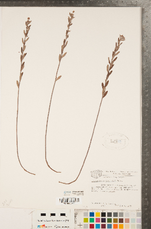  ( - CCDB-23111-B07)  @11 [ ] Copyright (2015) Deb Metsger Royal Ontario Museum
