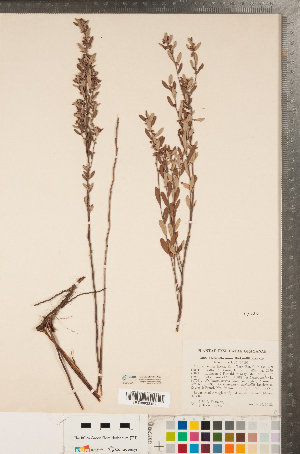  ( - CCDB-23111-A07)  @11 [ ] Copyright (2015) Deb Metsger Royal Ontario Museum