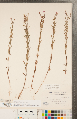  ( - CCDB-23111-G08)  @11 [ ] Copyright (2015) Deb Metsger Royal Ontario Museum