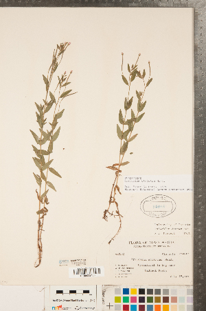  ( - CCDB-23111-F08)  @11 [ ] Copyright (2015) Deb Metsger Royal Ontario Museum