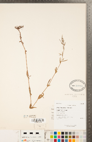  ( - CCDB-23111-E08)  @11 [ ] Copyright (2015) Deb Metsger Royal Ontario Museum