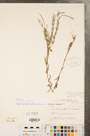  ( - CCDB-23111-C08)  @11 [ ] Copyright (2015) Deb Metsger Royal Ontario Museum