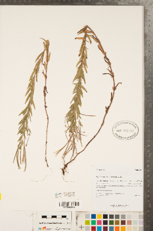  ( - CCDB-23111-B08)  @11 [ ] Copyright (2015) Deb Metsger Royal Ontario Museum