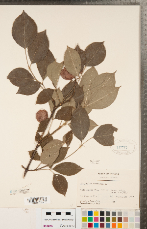  (Staphylea trifolia - CCDB-23111-A09)  @11 [ ] Copyright (2015) Deb Metsger Royal Ontario Museum