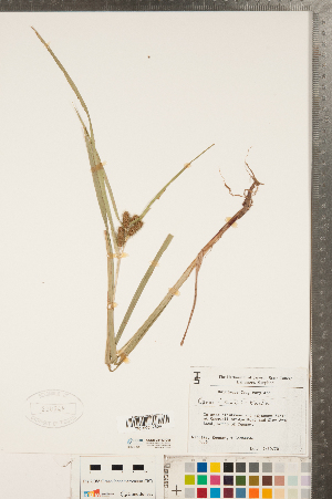  (Carex frankii - CCDB-23112-C08)  @11 [ ] Copyright (2015) Deb Metsger Royal Ontario Museum