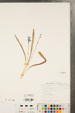  (Scilla siberica - CCDB-23112-B11)  @11 [ ] Copyright (2015) Deb Metsger Royal Ontario Museum