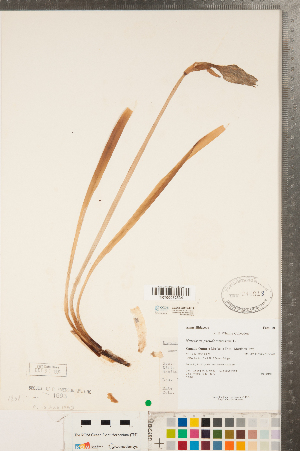  ( - CCDB-23112-H12)  @11 [ ] Copyright (2015) Deb Metsger Royal Ontario Museum