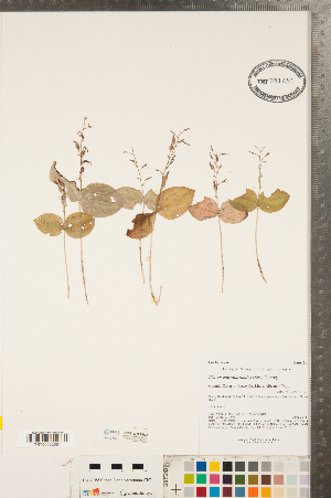  (Neottia convallarioides - CCDB-23122-E02)  @11 [ ] Copyright (2015) Deb Metsger Royal Ontario Museum