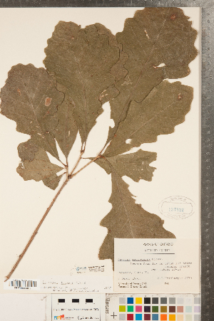  ( - CCDB-23122-F04)  @11 [ ] Copyright (2015) Deb Metsger Royal Ontario Museum