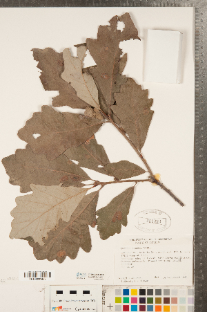  ( - CCDB-23122-E04)  @11 [ ] Copyright (2015) Deb Metsger Royal Ontario Museum