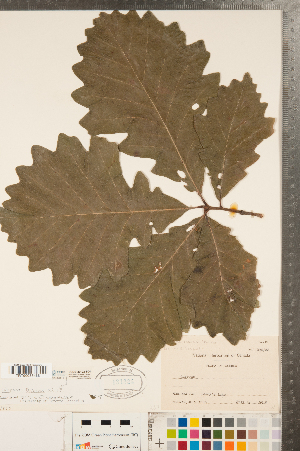  ( - CCDB-23122-B04)  @11 [ ] Copyright (2015) Deb Metsger Royal Ontario Museum